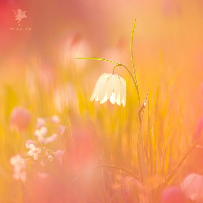 Fairytale-Like Wildlife Photos By Roeselien Raimond