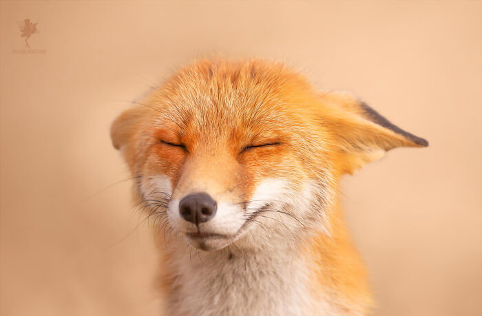 Fairytale-Like Wildlife Photos By Roeselien Raimond