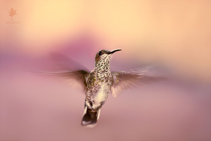 Fairytale-Like Wildlife Photos By Roeselien Raimond