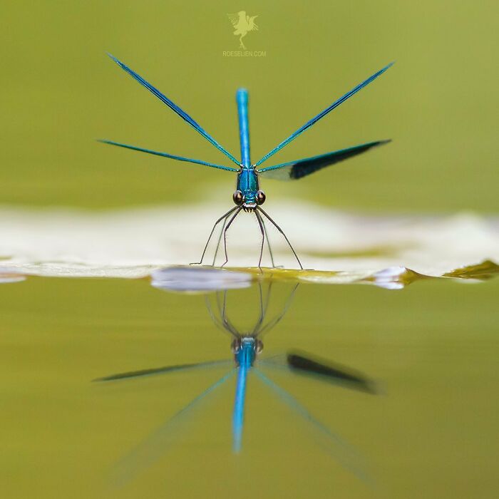 Fairytale-Like Wildlife Photos By Roeselien Raimond