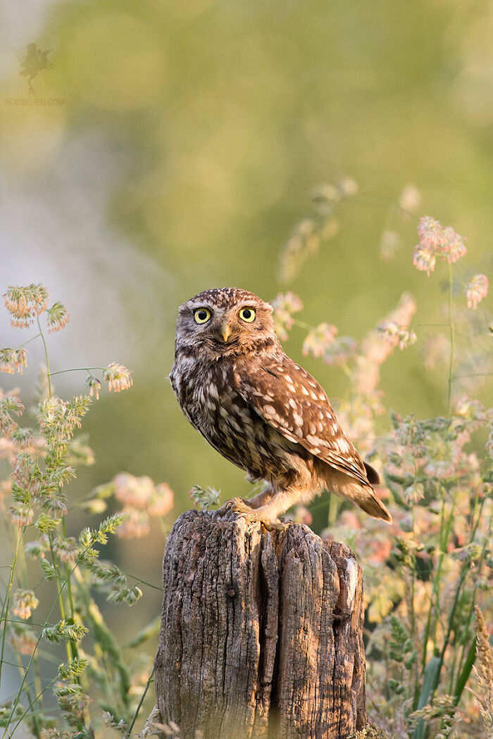 Fairytale-Like Wildlife Photos By Roeselien Raimond