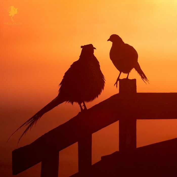 Fairytale-Like Wildlife Photos By Roeselien Raimond