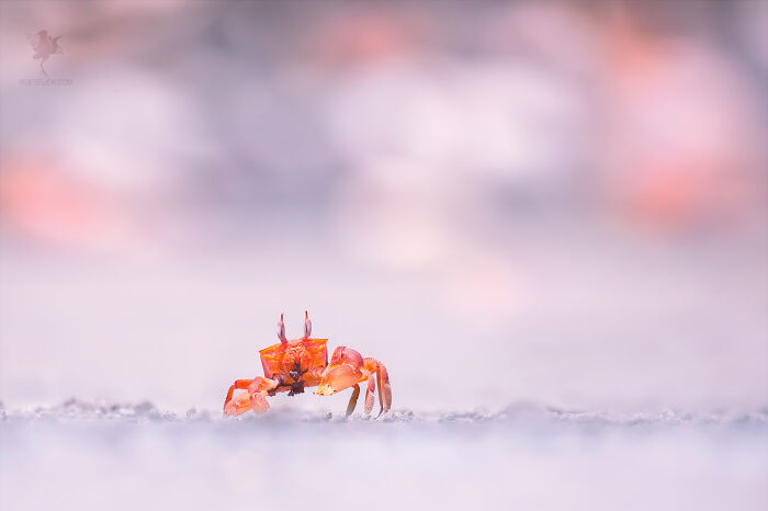 Fairytale-Like Wildlife Photos By Roeselien Raimond