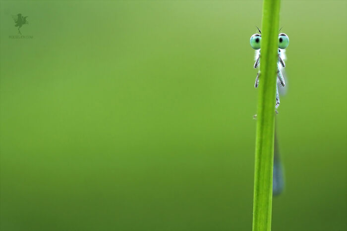 Fairytale-Like Wildlife Photos By Roeselien Raimond