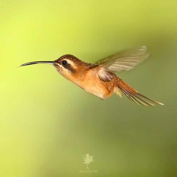 Fairytale-Like Wildlife Photos By Roeselien Raimond