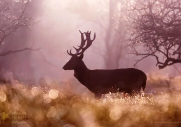 Fairytale-Like Wildlife Photos By Roeselien Raimond