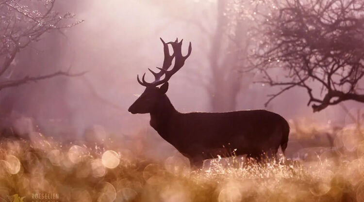 Fairytale-Like Wildlife Photos By Roeselien Raimond