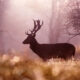 Fairytale-Like Wildlife Photos By Roeselien Raimond