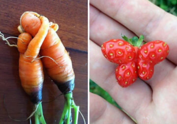 Fruits And Vegetables In Different Shapes