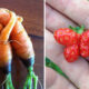 Fruits And Vegetables In Different Shapes