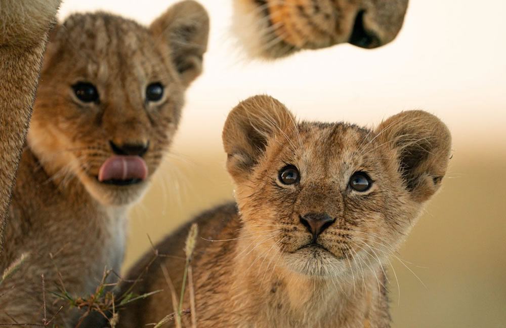 Greatest Maasai Mara Photographer of the Year Winners