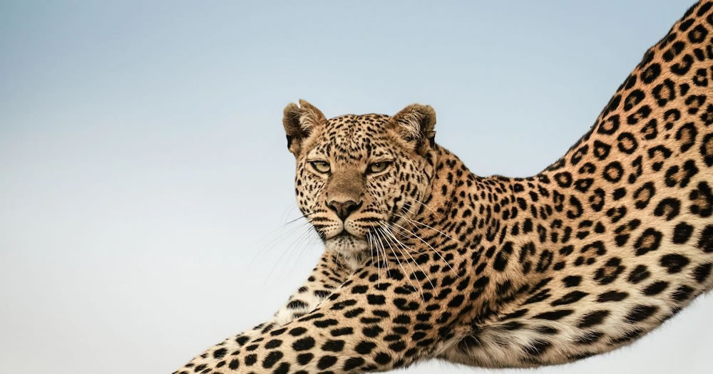 Greatest Maasai Mara Photographer of the Year Winners