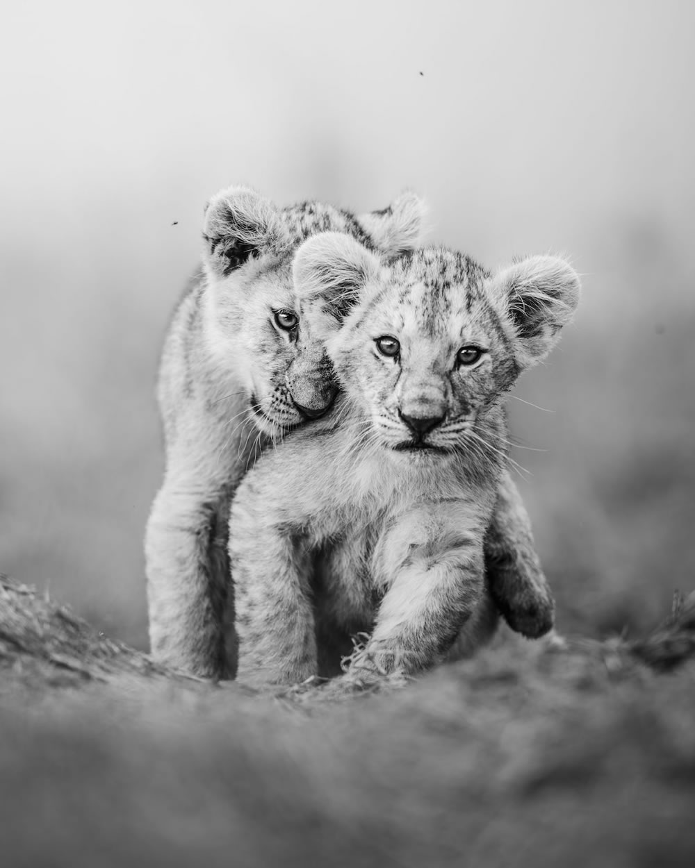 Greatest Maasai Mara Photographer of the Year Winners