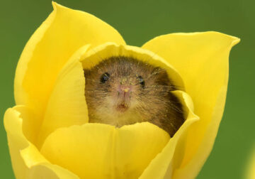 The Harvest Mice By Miles Herbert