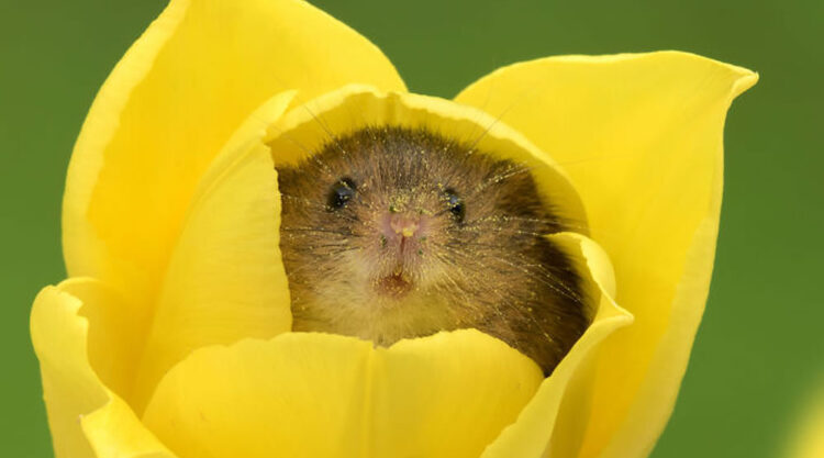 The Harvest Mice By Miles Herbert