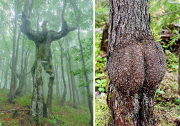 Trees That Look Like Something