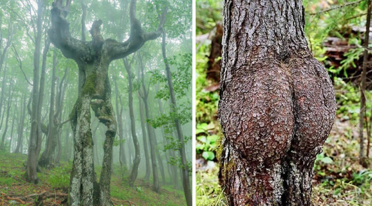 Trees That Look Like Something