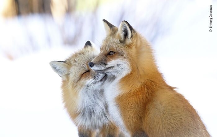 Wildlife Photographer People Choice Award