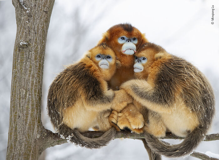 Wildlife Photographer People Choice Award