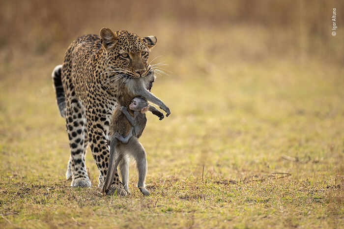 Wildlife Photographer People Choice Award