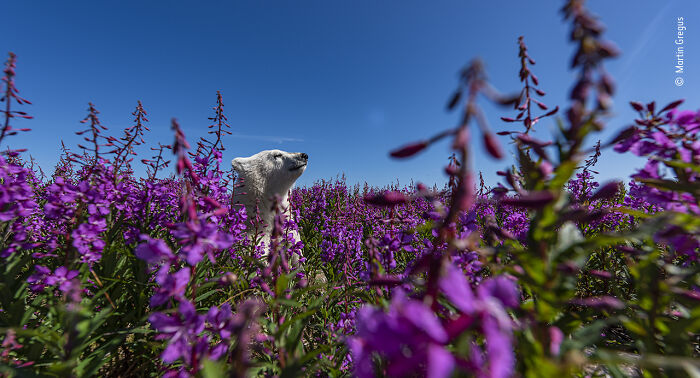 Wildlife Photographer People Choice Award