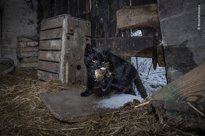 Wildlife Photographer People Choice Award