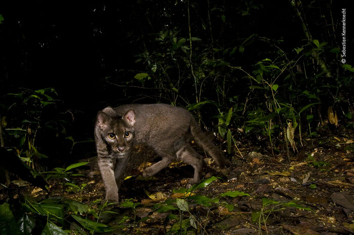 Wildlife Photographer People Choice Award