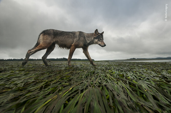 Wildlife Photographer People Choice Award