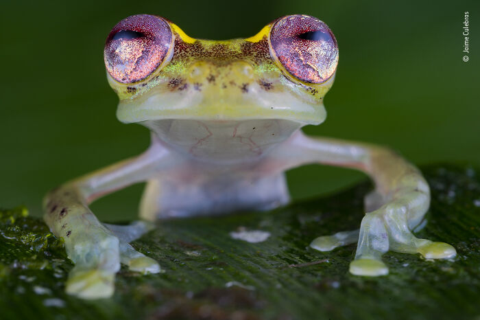 Wildlife Photographer People Choice Award