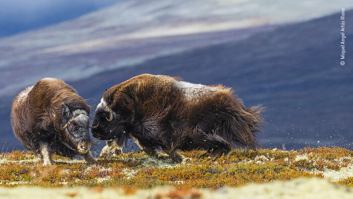 Wildlife Photographer People Choice Award