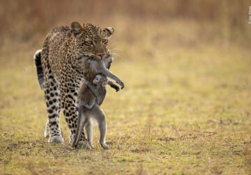 Wildlife Photographer People Choice Award