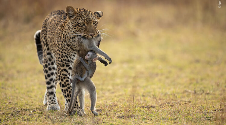 Wildlife Photographer People Choice Award