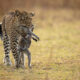 Wildlife Photographer People Choice Award