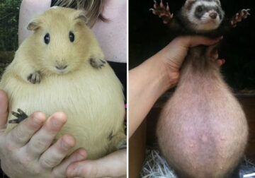 Adorable Curvy Pregnant Animals