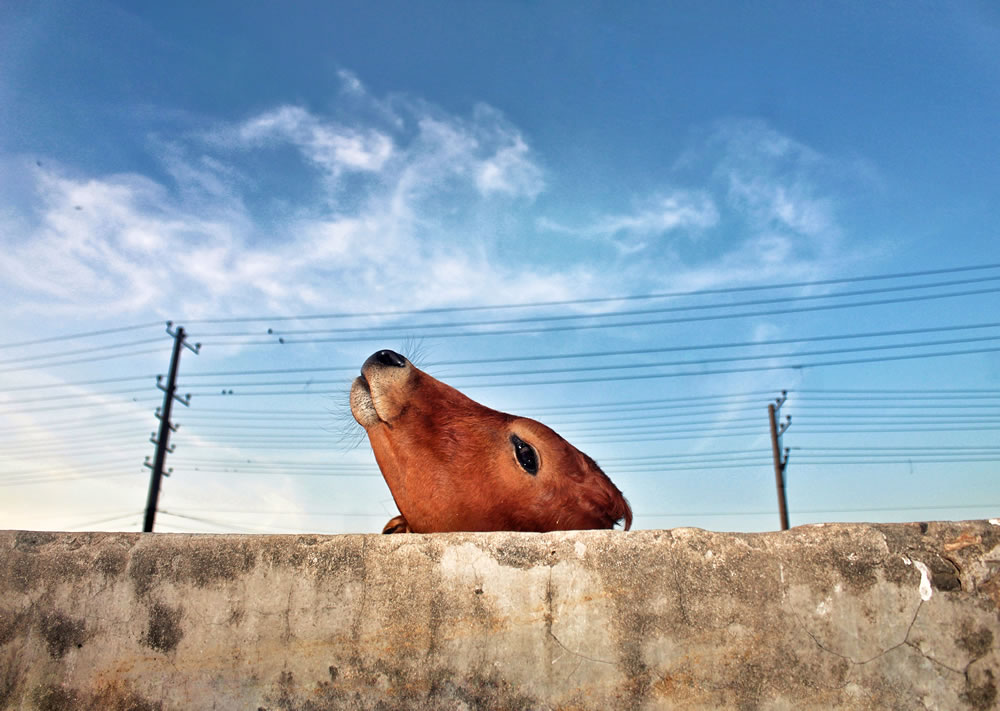 The Holy Cow By Nayeem siddiquee