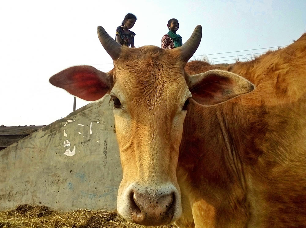 The Holy Cow By Nayeem siddiquee