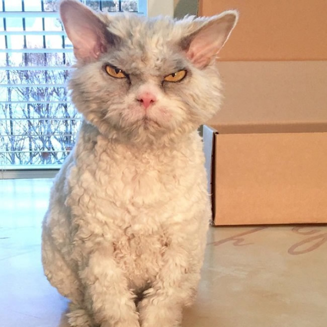 Pompous Albert Selkirk Rex Cat