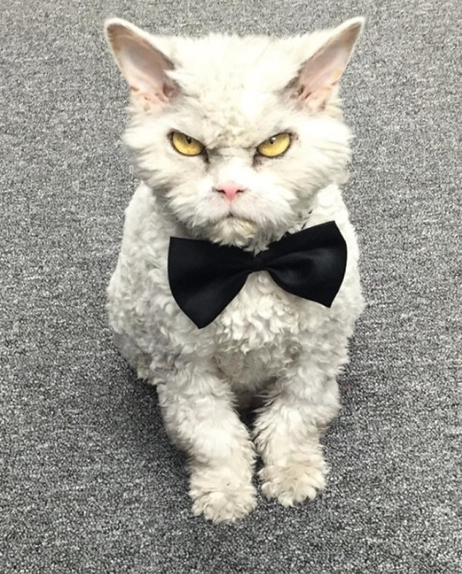 Pompous Albert Selkirk Rex Cat