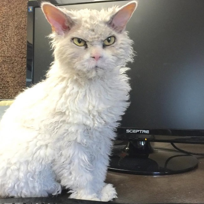 Pompous Albert Selkirk Rex Cat