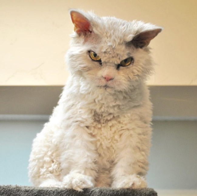 Pompous Albert Selkirk Rex Cat