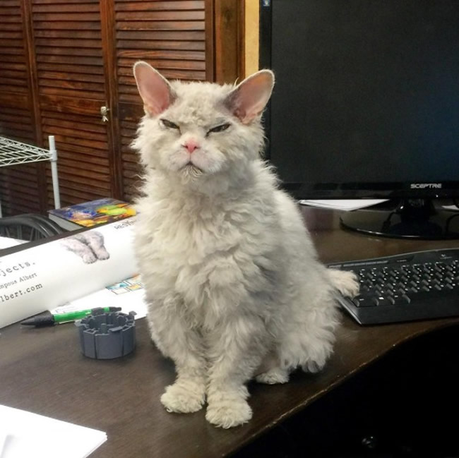 Pompous Albert Selkirk Rex Cat