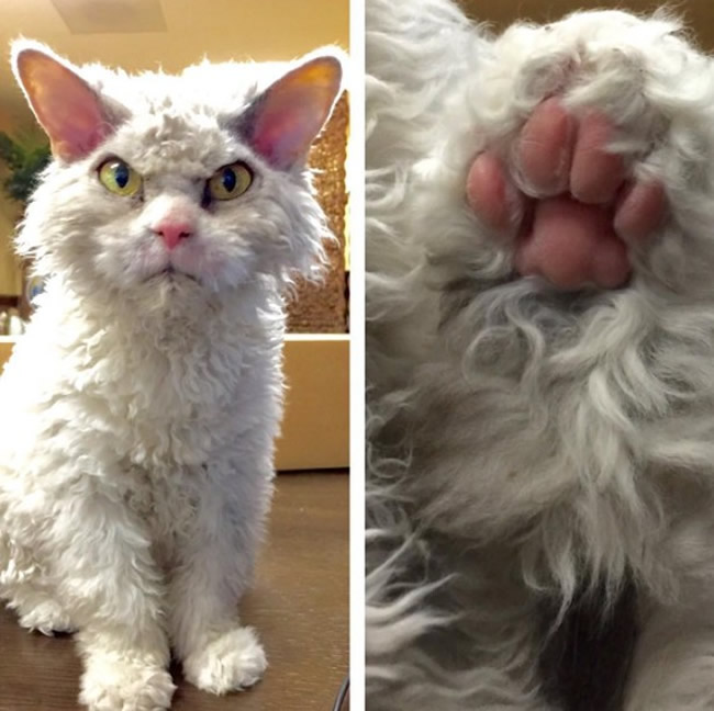 Pompous Albert Selkirk Rex Cat