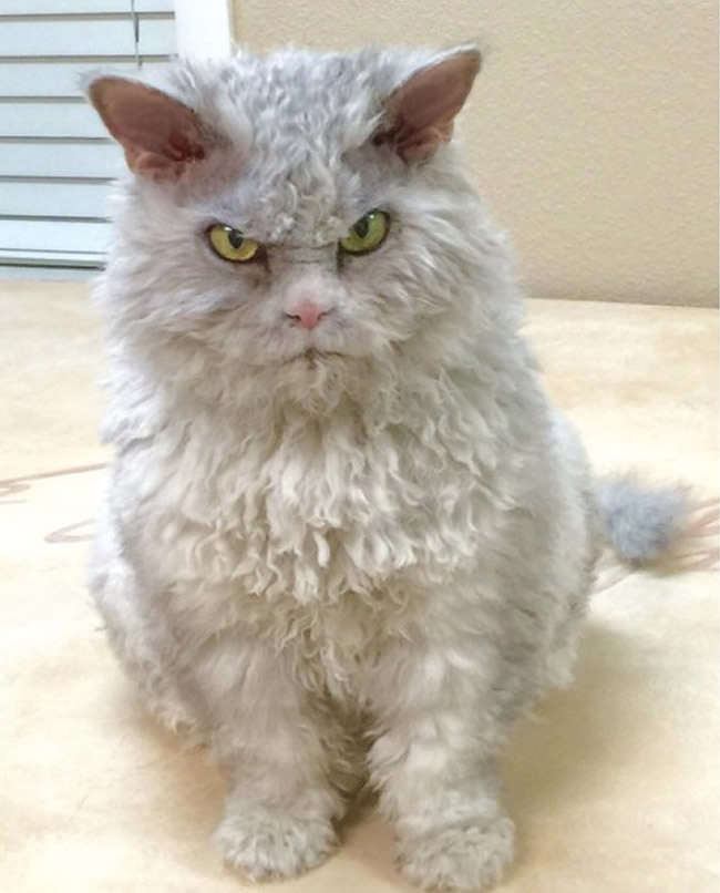 Pompous Albert Selkirk Rex Cat