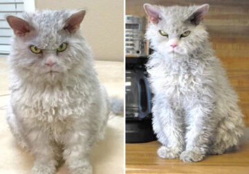 Pompous Albert Selkirk Rex Cat