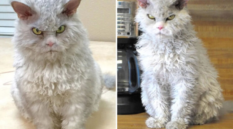 Pompous Albert Selkirk Rex Cat