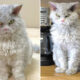 Pompous Albert Selkirk Rex Cat