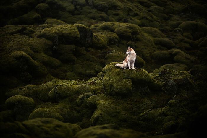 Iceland Canine Residents by Anne Geier 