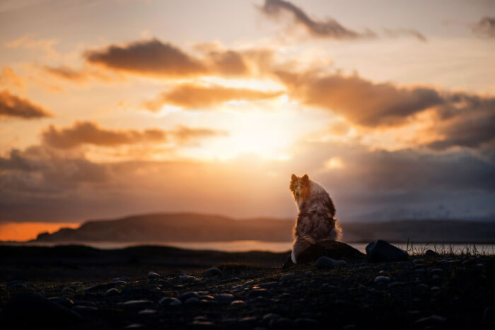 Iceland Canine Residents by Anne Geier 