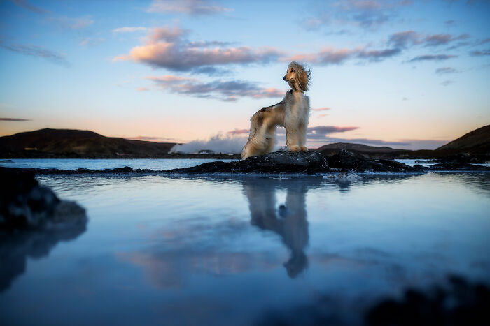 Iceland Canine Residents by Anne Geier 