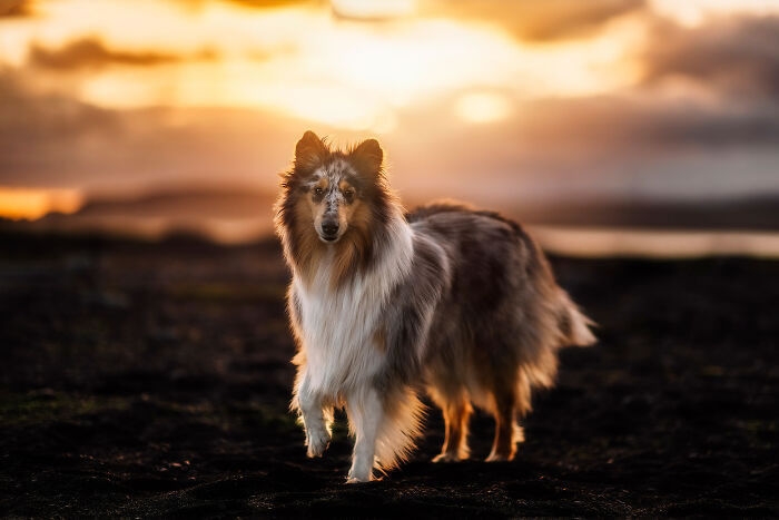 Iceland Canine Residents by Anne Geier 